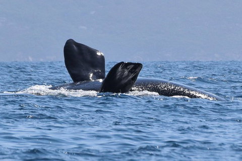 3 Hour Winter Whale Safari (May - Oct) Around King George Sound - Holiday Jervis Bay 0