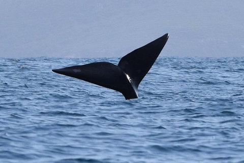 3 Hour Winter Whale Safari (May - Oct) Around King George Sound - Holiday Jervis Bay 1