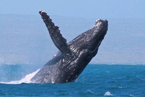Sunset Cruise Wildlife Watching - Holiday Jervis Bay 0