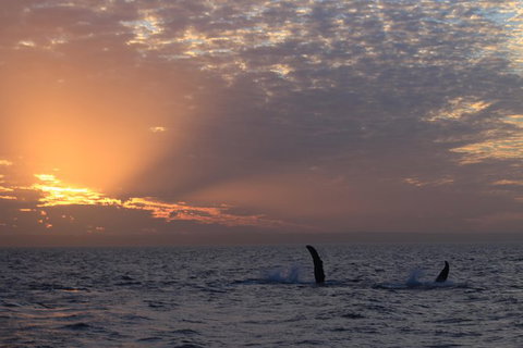 Sunset Cruise Wildlife Watching - Holiday Jervis Bay 5