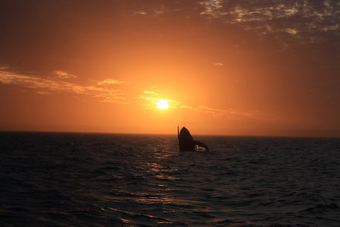 Sunset Cruise Wildlife Watching - Holiday Jervis Bay 4