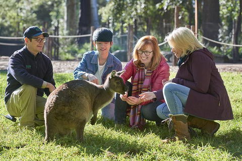 Australian Wildlife Experience At Healesville Sanctuary - Holiday Jervis Bay 0