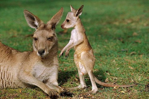 HEALESVILLE SANCTUARY ZOOBUS - MELBOURNE CITY RETURN - Holiday Jervis Bay 0