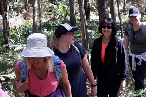 GPS Guided Walks In The Daylesford Forest - Holiday Jervis Bay 1