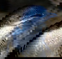 Bonnet Island Experience departing from Strahan - Holiday Jervis Bay