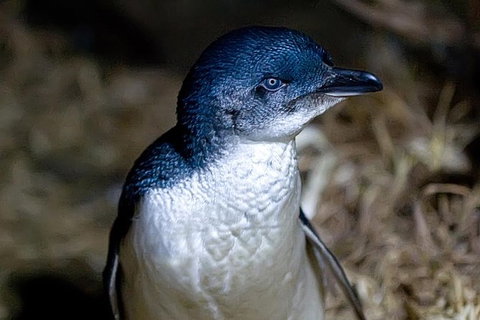 Bonnet Island Experience Departing From Strahan - Holiday Jervis Bay 0