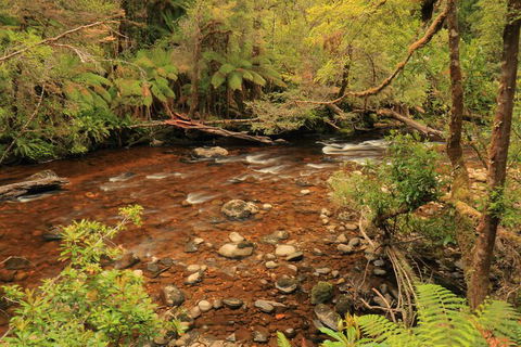 Lake St. Clair And Western Wilderness Active Day Trip From Hobart - Holiday Jervis Bay 15