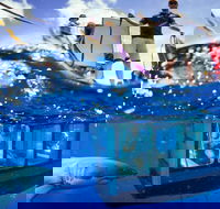 White Shark Tour with Optional Cage Dive from Port Lincoln - Holiday Jervis Bay