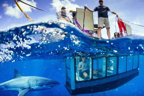 White Shark Tour With Optional Cage Dive From Port Lincoln - Holiday Jervis Bay 0