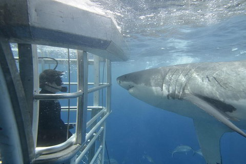 White Shark Tour With Optional Cage Dive From Port Lincoln - Holiday Jervis Bay 2