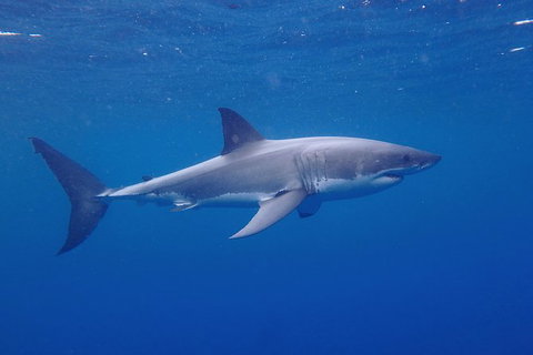 White Shark Tour With Optional Cage Dive From Port Lincoln - Holiday Jervis Bay 5