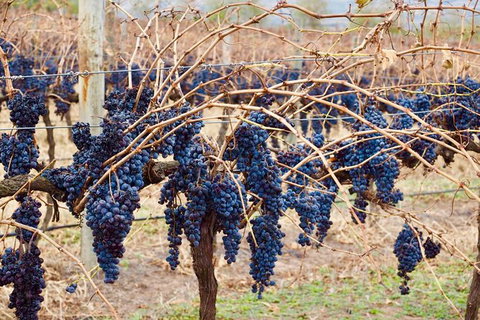 Mclaren Vale Luxury Full Day Small Group Wine Tour - Holiday Jervis Bay 9