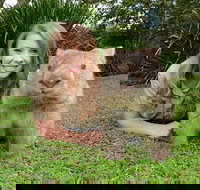 Croc Express to Australia Zoo from Brisbane - Holiday Jervis Bay