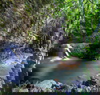 Springbrook andTamborine Rainforest Tour Incl Natural Bridge and Glow Worm Cave - Holiday Jervis Bay