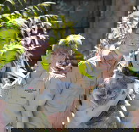 Koala Cuddle Adventure Croc 2 - Holiday Jervis Bay