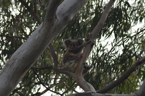 North Stradbroke Island Day Trip From Brisbane - Holiday Jervis Bay 11
