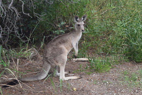 North Stradbroke Island Day Trip From Brisbane - Holiday Jervis Bay 13
