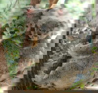 Lone Pine Koala Sanctuary Day Pass - Holiday Jervis Bay