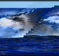 Whale Watching Cruise from Redcliffe Brisbane or the Sunshine Coast - Holiday Jervis Bay