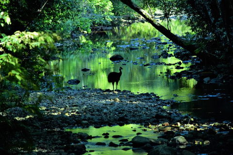 Daintree - Cape Tribulation & Atherton Tablelands Tours From Port Douglas - Holiday Jervis Bay 1