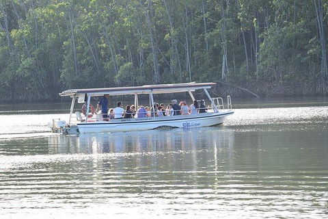 Daintree - Cape Tribulation & Atherton Tablelands Tours From Port Douglas - Holiday Jervis Bay 16