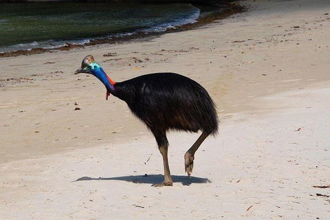 Daintree - Cape Tribulation & Atherton Tablelands Tours From Port Douglas - Holiday Jervis Bay 17