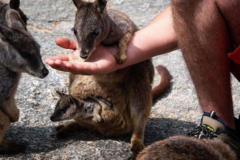 Daintree - Cape Tribulation & Atherton Tablelands Tours From Port Douglas - Holiday Jervis Bay 4