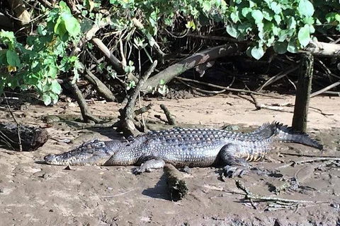 Daintree - Cape Tribulation & Atherton Tablelands Tours From Port Douglas - Holiday Jervis Bay 24