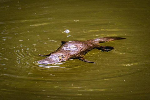 Daintree - Cape Tribulation & Atherton Tablelands Tours From Port Douglas - Holiday Jervis Bay 27