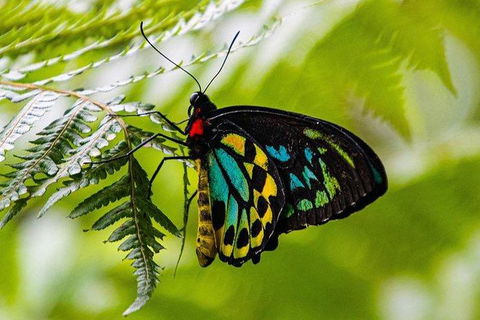 Daintree - Cape Tribulation & Atherton Tablelands Tours From Port Douglas - Holiday Jervis Bay 19