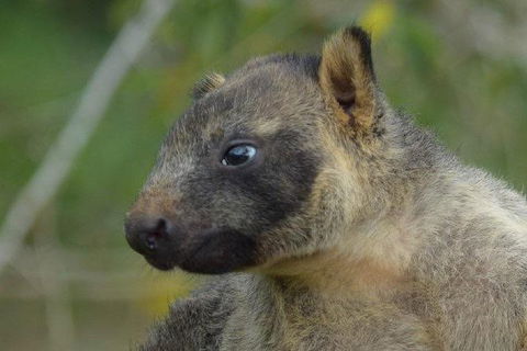 Daintree - Cape Tribulation & Atherton Tablelands Tours From Port Douglas - Holiday Jervis Bay 8