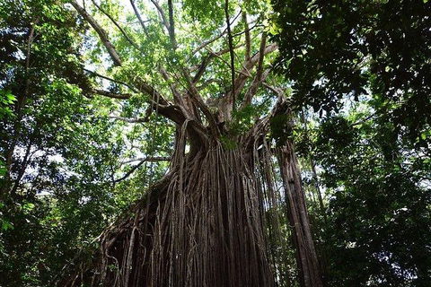 Daintree - Cape Tribulation & Atherton Tablelands Tours From Port Douglas - Holiday Jervis Bay 20