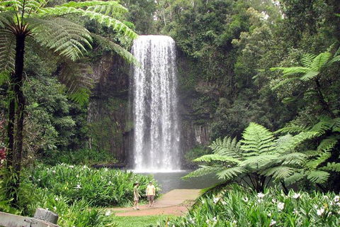 Daintree - Cape Tribulation & Atherton Tablelands Tours From Port Douglas - Holiday Jervis Bay 12