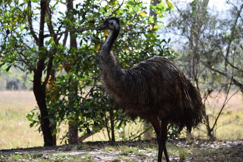 Daintree - Cape Tribulation & Atherton Tablelands Tours From Port Douglas - Holiday Jervis Bay 29