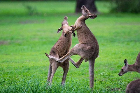 Daintree - Cape Tribulation & Atherton Tablelands Tours From Port Douglas - Holiday Jervis Bay 14