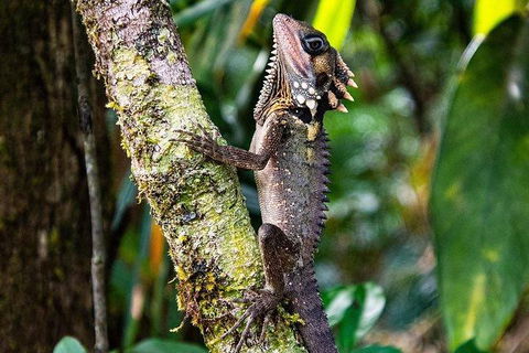 Daintree - Cape Tribulation & Atherton Tablelands Tours From Port Douglas - Holiday Jervis Bay 7