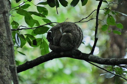 Daintree - Cape Tribulation & Atherton Tablelands Tours From Port Douglas - Holiday Jervis Bay 11
