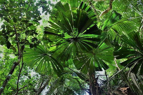 Daintree - Cape Tribulation & Atherton Tablelands Tours From Port Douglas - Holiday Jervis Bay 22
