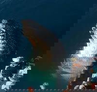 Hervey Bay Whale Watching Experience - Holiday Jervis Bay