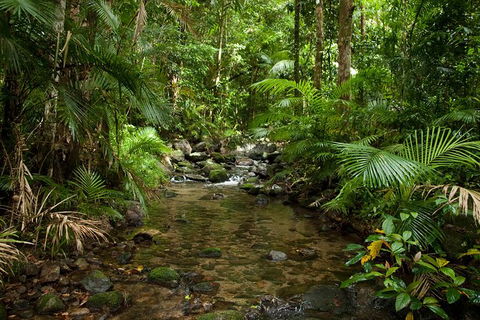 Cairns Reef And Rainforest Combo: Daintree Rainforest And The Great Barrier Reef - Holiday Jervis Bay 7