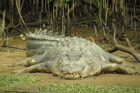Daintree River Dawn Cruise - Holiday Jervis Bay 1
