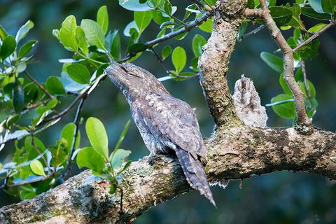 Daintree River Dawn Cruise - Holiday Jervis Bay 4