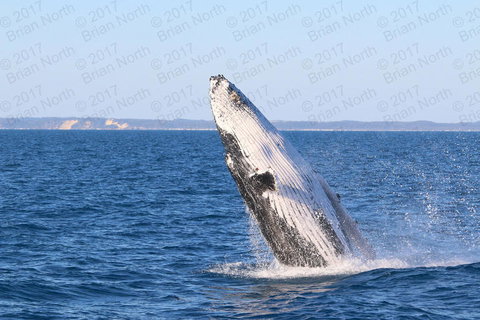 Hervey Bay Whale Watching Cruise - Holiday Jervis Bay 2