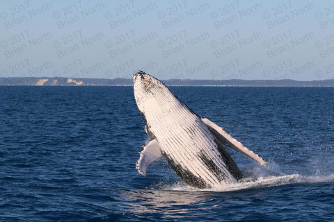 Hervey Bay Whale Watching Cruise - Holiday Jervis Bay 3