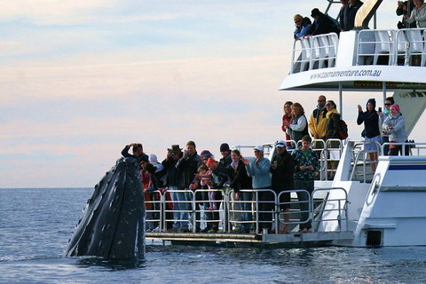 Hervey Bay Whale Watching Cruise - Holiday Jervis Bay 0