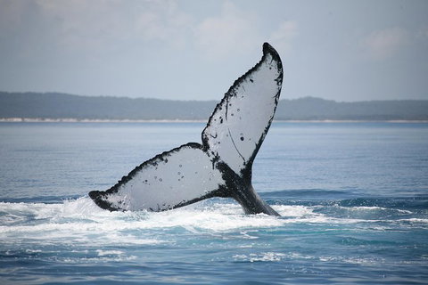 Hervey Bay Whale Watching Cruise - Holiday Jervis Bay 1