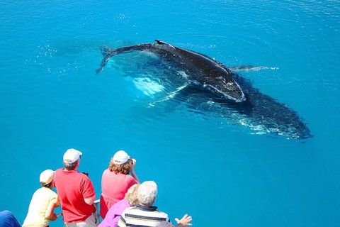 Hervey Bay Whale Watching Cruise - Holiday Jervis Bay 5