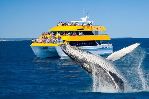 Spirit Of Hervey Bay Whale Watching Cruise - Holiday Jervis Bay 0
