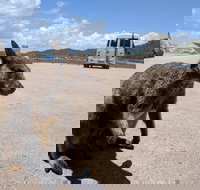 Magnetic Island Tour Maggie Comprehensive - Holiday Jervis Bay