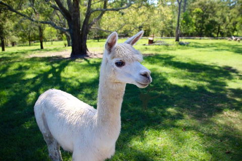 Half Day Animal Tour - Holiday Jervis Bay 0